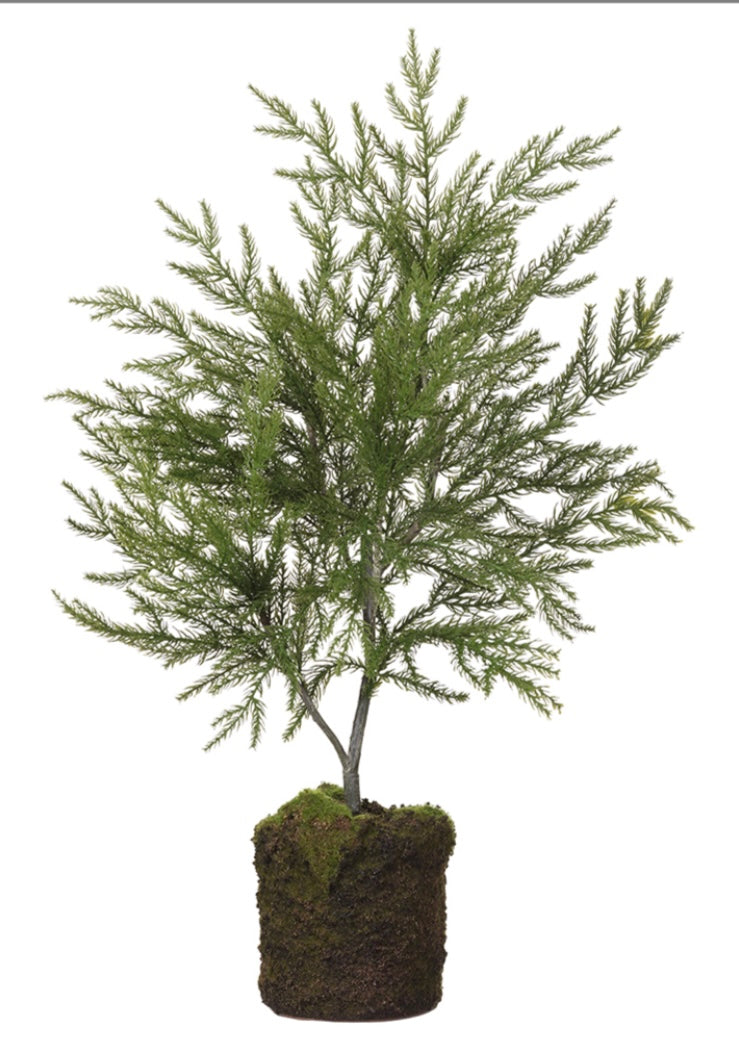 24" Spruce Tree with Soil and Moss Base