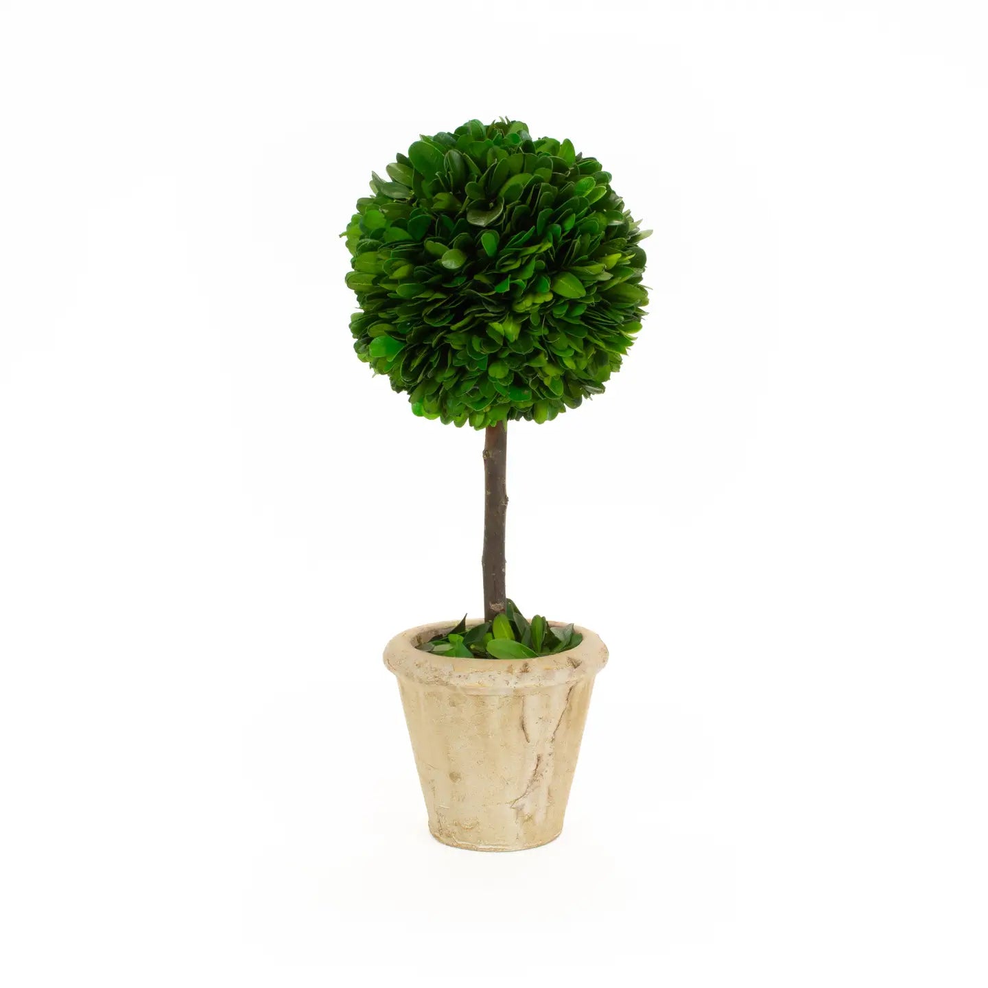 Preserved Boxwood Topiary - Single Ball - 16 Inch