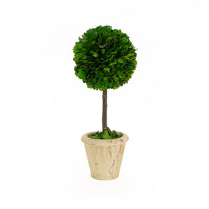 Preserved Boxwood Topiary - Single Ball - 16 Inch