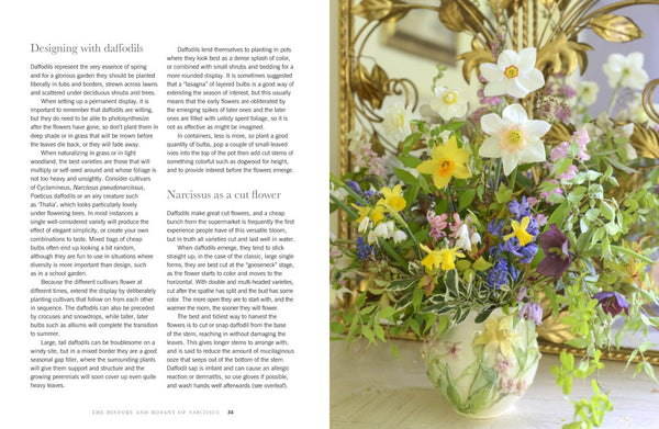 Daffodils: Beautiful Varieties For Home and Garden Book
