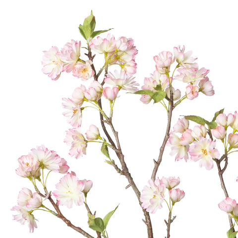 Cherry Blossom Branch