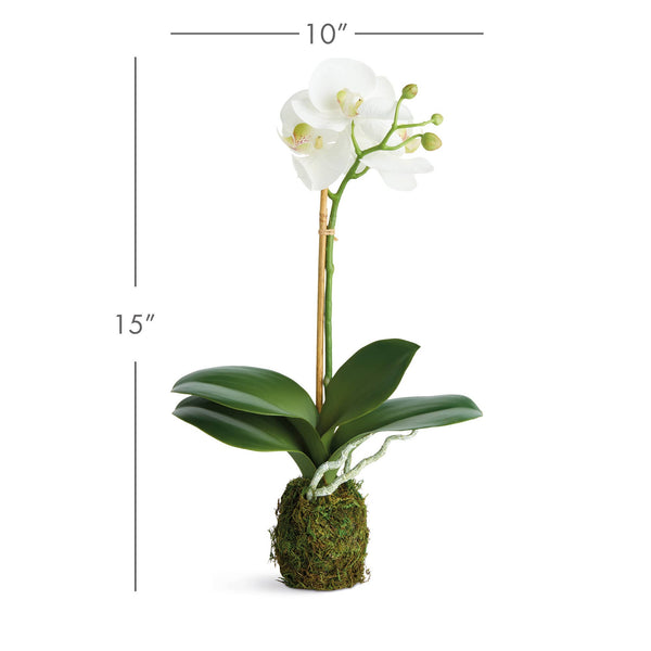 Phalaenopsis Orchid Drop-In 15", Set of 2