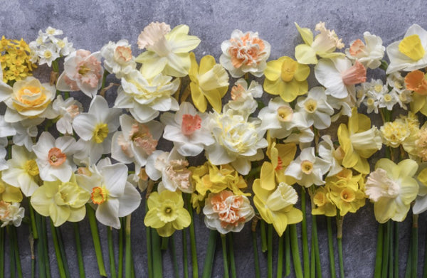 Daffodils: Beautiful Varieties For Home and Garden Book