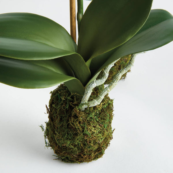 Phalaenopsis Orchid Drop-In 15", Set of 2
