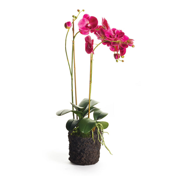 Phalaenopsis Orchid X 2 Drop-In 29"