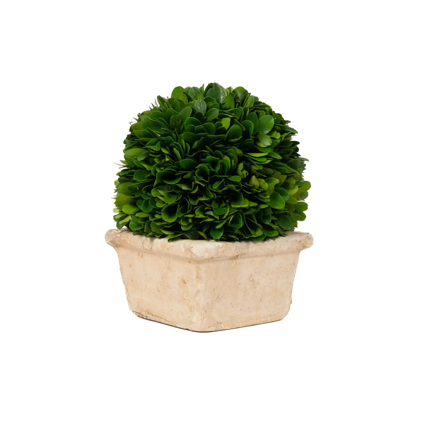 Preserved Boxwood Ball in Square Pot - 8 Inch
