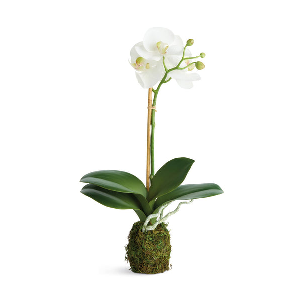 Phalaenopsis Orchid Drop-In 15", Set of 2