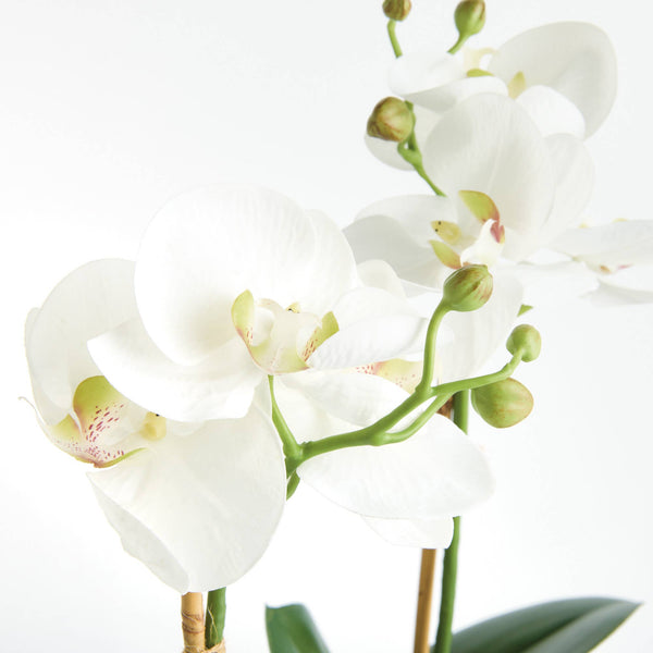 Phalaenopsis Orchid Drop-In 15", Set of 2