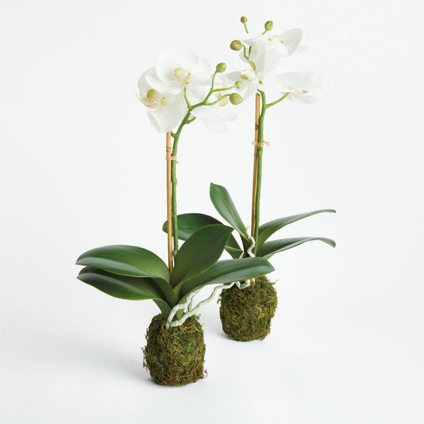 Phalaenopsis Orchid Drop-In 15", Set of 2