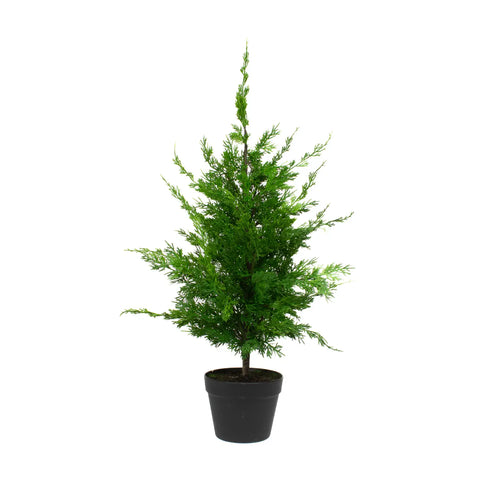 Leyland Cypress - 24"