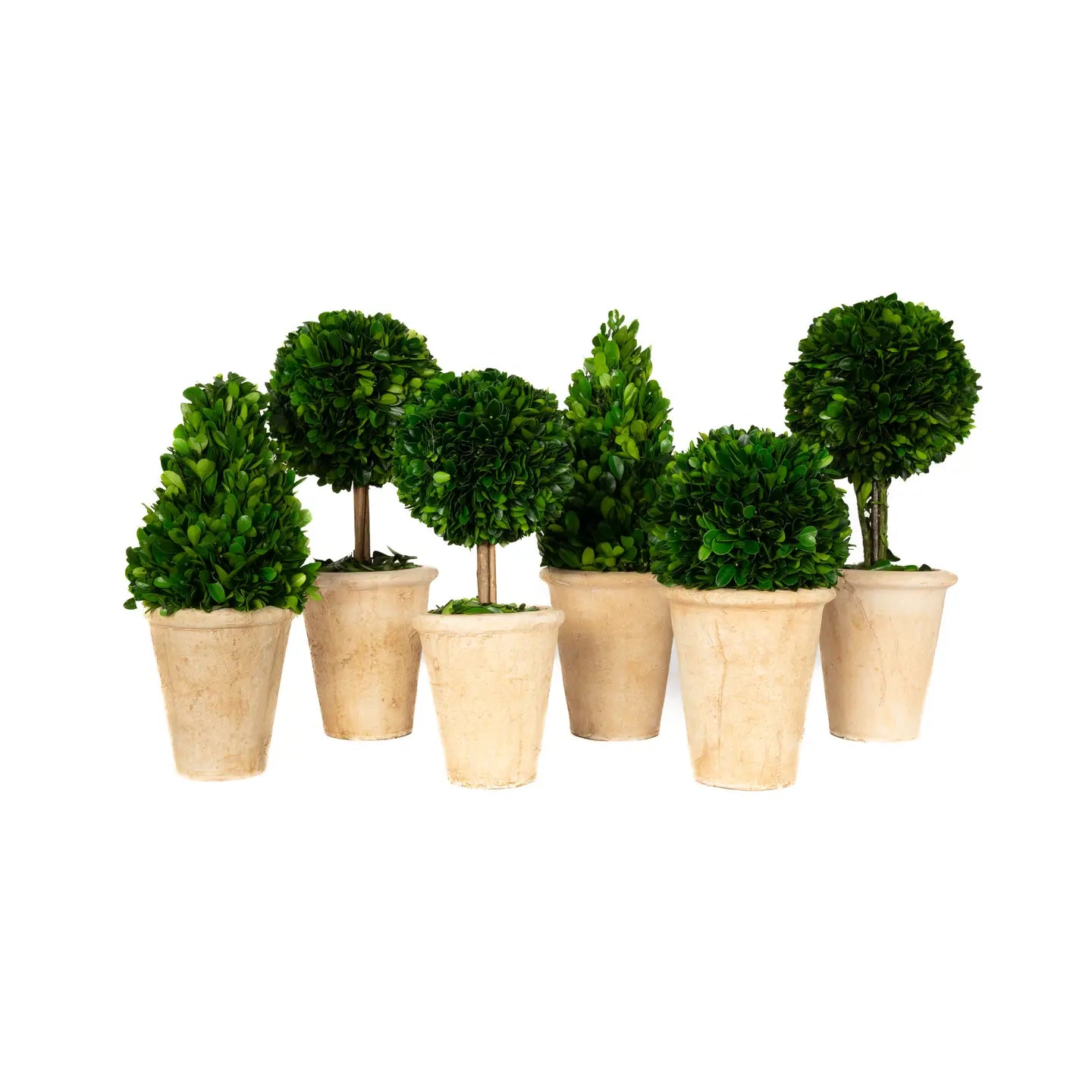 Preserved Boxwood Topiary