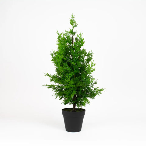Leyland Cypress - 36"