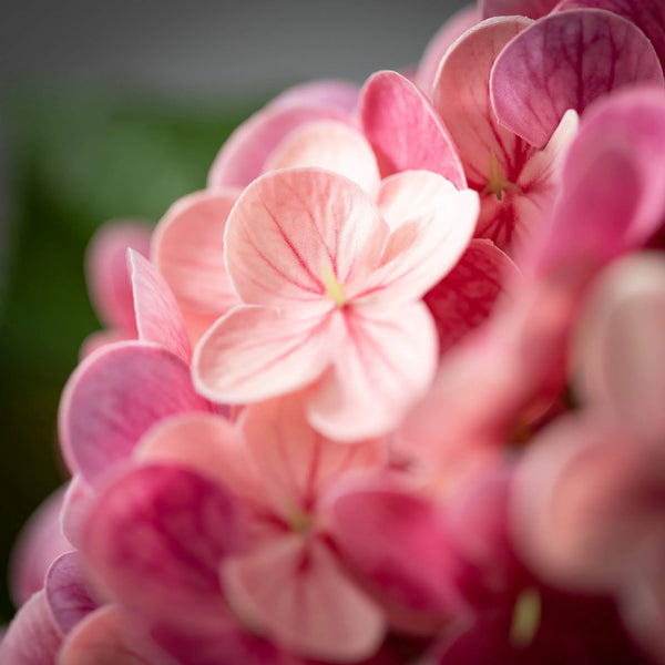 Freshcut® Fresh Pink Spring Hydrangea Stem
