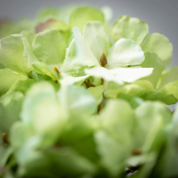 Freshcut® Fresh Green Spring Hydrangea Stem