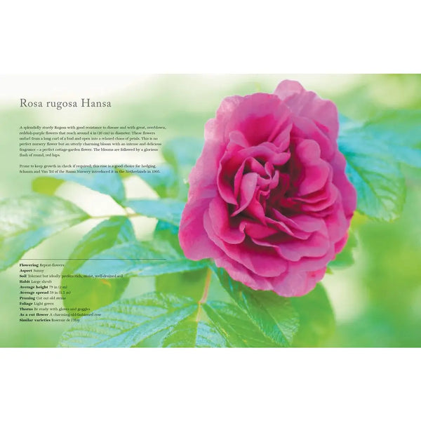 Vintage Roses: Beautiful Varieties For Home & Garden