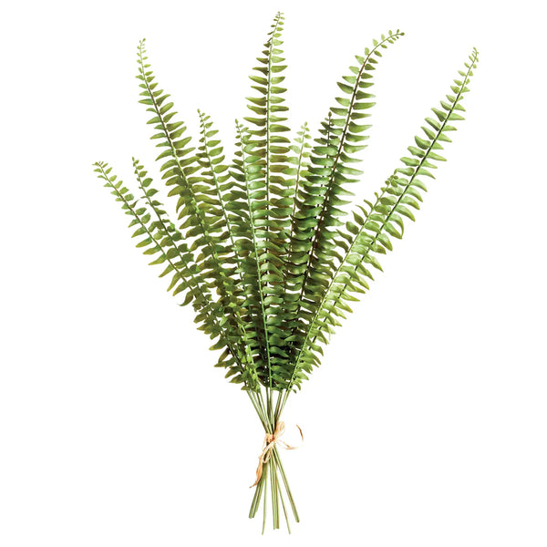 Fern Stems