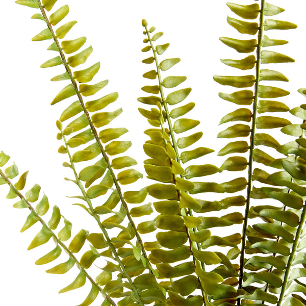 Fern Stems