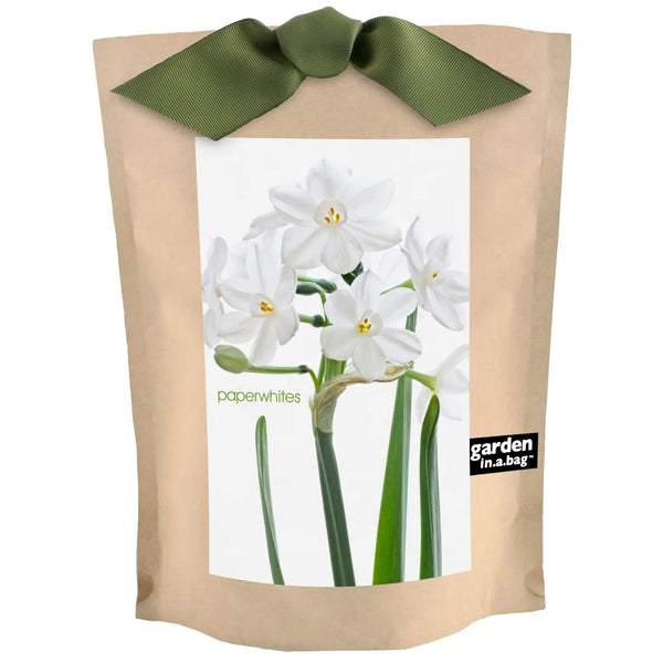 Garden in A Bag | Christmas Paperwhites