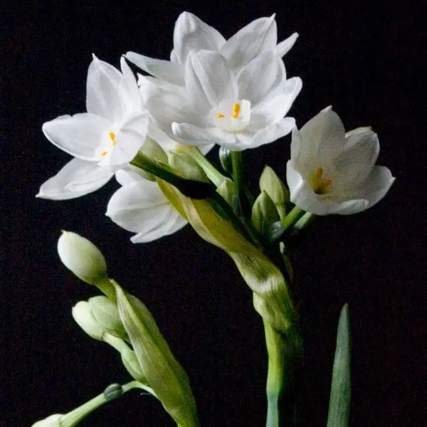 Garden in A Bag | Christmas Paperwhites