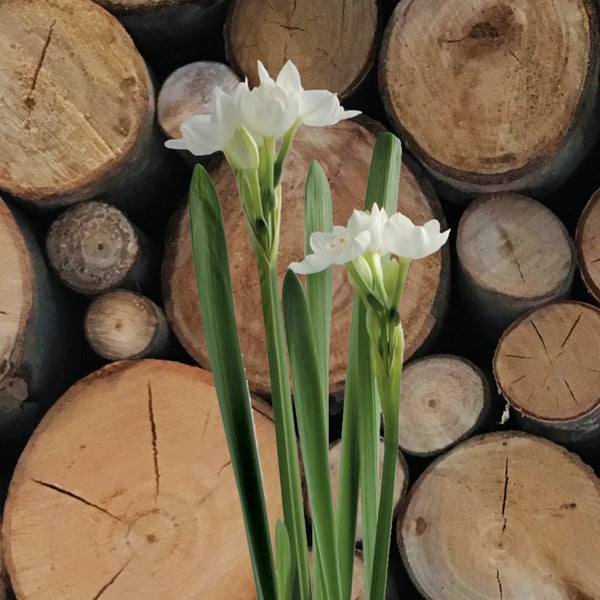 Garden in A Bag | Christmas Paperwhites