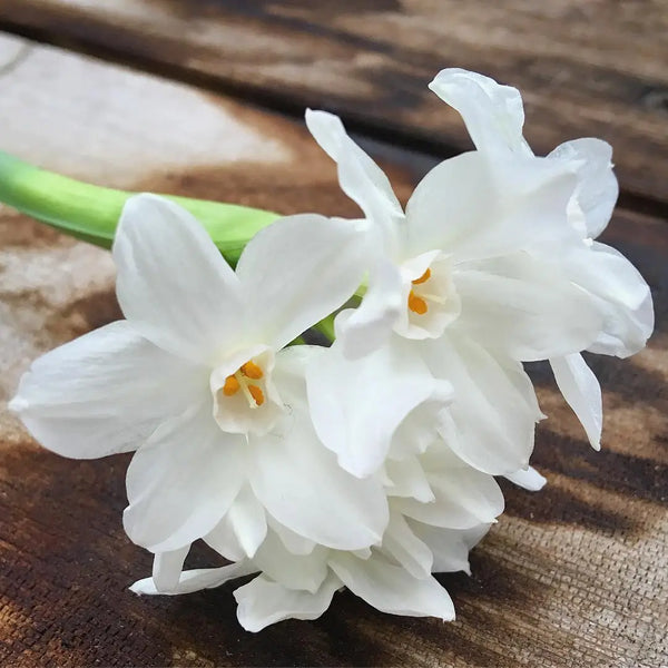 Garden in A Bag | Christmas Paperwhites