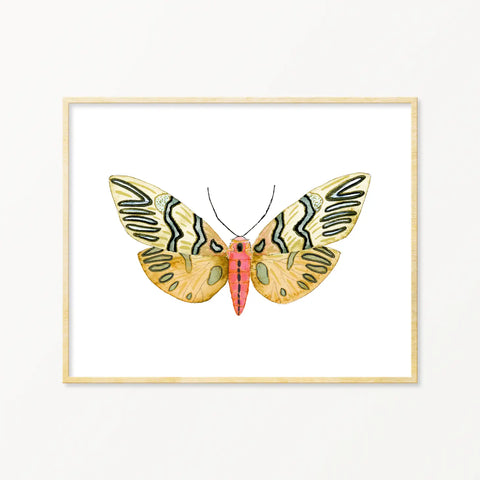 Moth #9 Framed Art Print