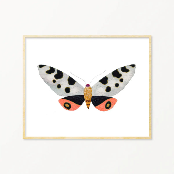 Moth #12 Framed Art Print
