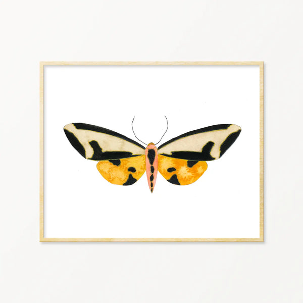 Moth #10 Framed Art Print