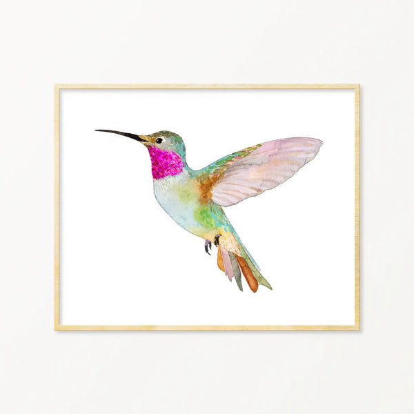 Broad-Tailed Hummingbird Framed Art Print