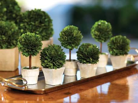 Mini Preserved Boxwood Topiary