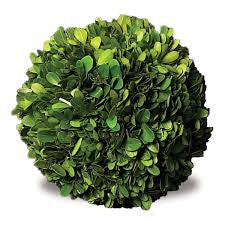 6" Preserved Boxwood Ball