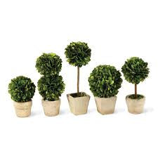 Mini Preserved Boxwood Topiaries in Clay Pots